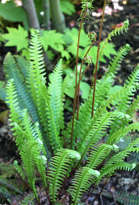 Blechnum Spicant Deer Fern In My Garden Www Skaladesign Ca Deer Fern Blechnum Spicant Deer Fern In My Garden Www Skaladesign Ca Deer Fern
