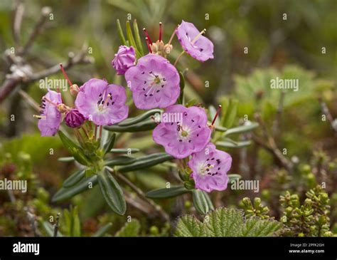 Bog Laurel Kalmia Polifolia Flowering Growing On Damp Boreal Tundra Bog Laurel Kalmia Polifolia Flowering Growing On Damp Boreal Tundra