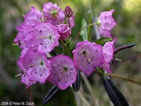 5 Bog Laurel Facts