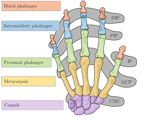 Bones And Joints Of The Human Hand Dip Distal Interphalangeal Joint Bones And Joints Of The Human Hand Dip Distal Interphalangeal Joint