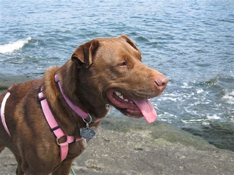 Bordetella Vaccine For Dogs Canna Pet Bordetella Vaccine For Dogs Canna Pet