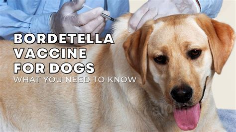 5 Tips Bordetella Vaccine