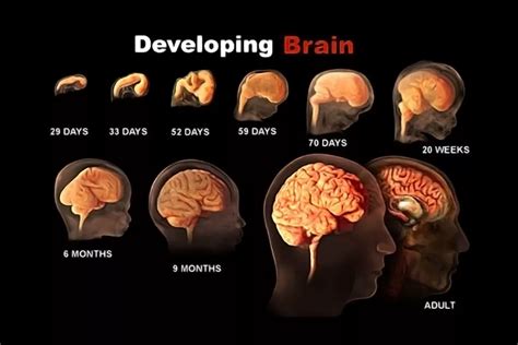 4 Brain Changes