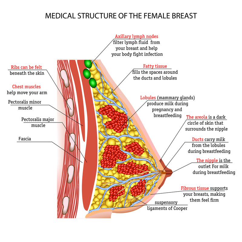Breast Cancer Team Hartford Healthcare Ct Breast Cancer Team Hartford Healthcare Ct