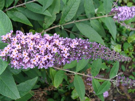 Buddleja Invasive Species Alert