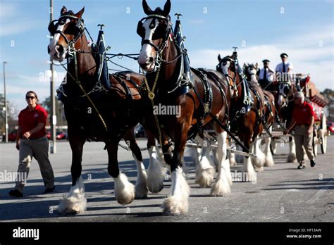 Budweiser S Infamous Clydesdale Horses Walk Around The Parking Lot Of