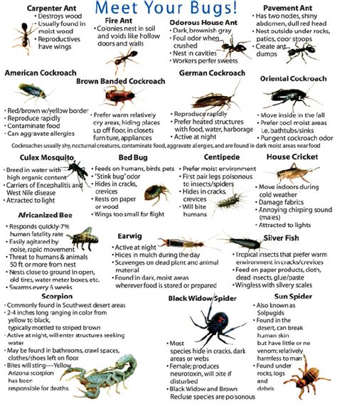 Bug Information Baron Services Bug Information Baron Services