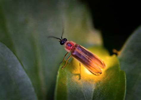 5 Bug Night Tips