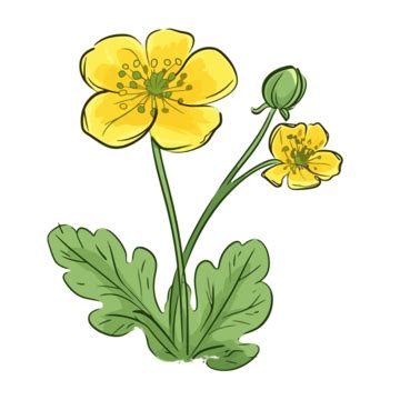 Buttercup Illustration Clipart Png Vector Psd And Clipart With