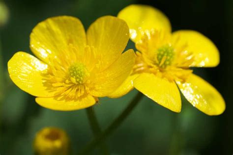 Buttercup Image Free Download
