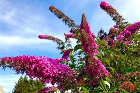 Butterfly Bush Care A Brief Guide Topbackyards Butterfly Bush Care A Brief Guide Topbackyards