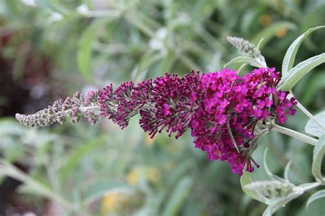 Butterfly Bush Jim The Photographer Flickr Butterfly Bush Jim The Photographer Flickr