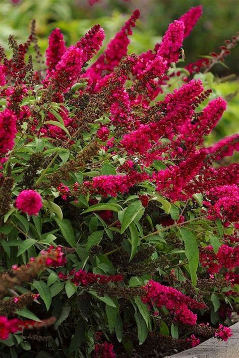 Butterfly Bushes Plant Care Growing Guide Artofit Butterfly Bushes Plant Care Growing Guide Artofit