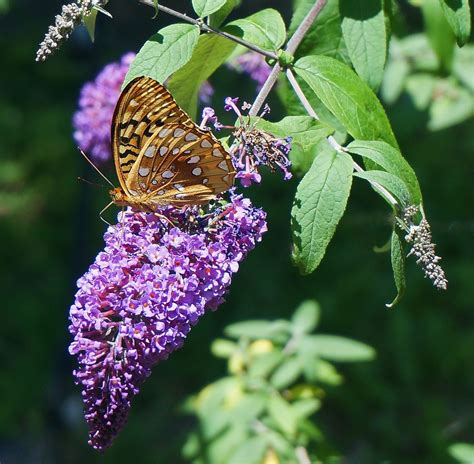 Butterfly Bysh Beauty