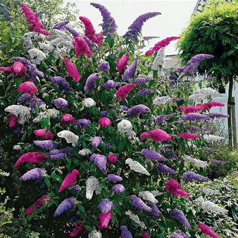 Butterfly Bush Care Guide