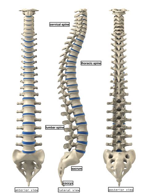 Calcareous Spines Body Health
