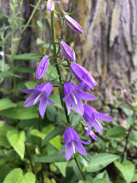 Campanula Native Flowers