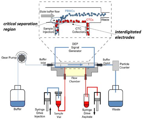Cancers Free Full Text The Role Of Dielectrophoresis For Cancer Cancers Free Full Text The Role Of Dielectrophoresis For Cancer