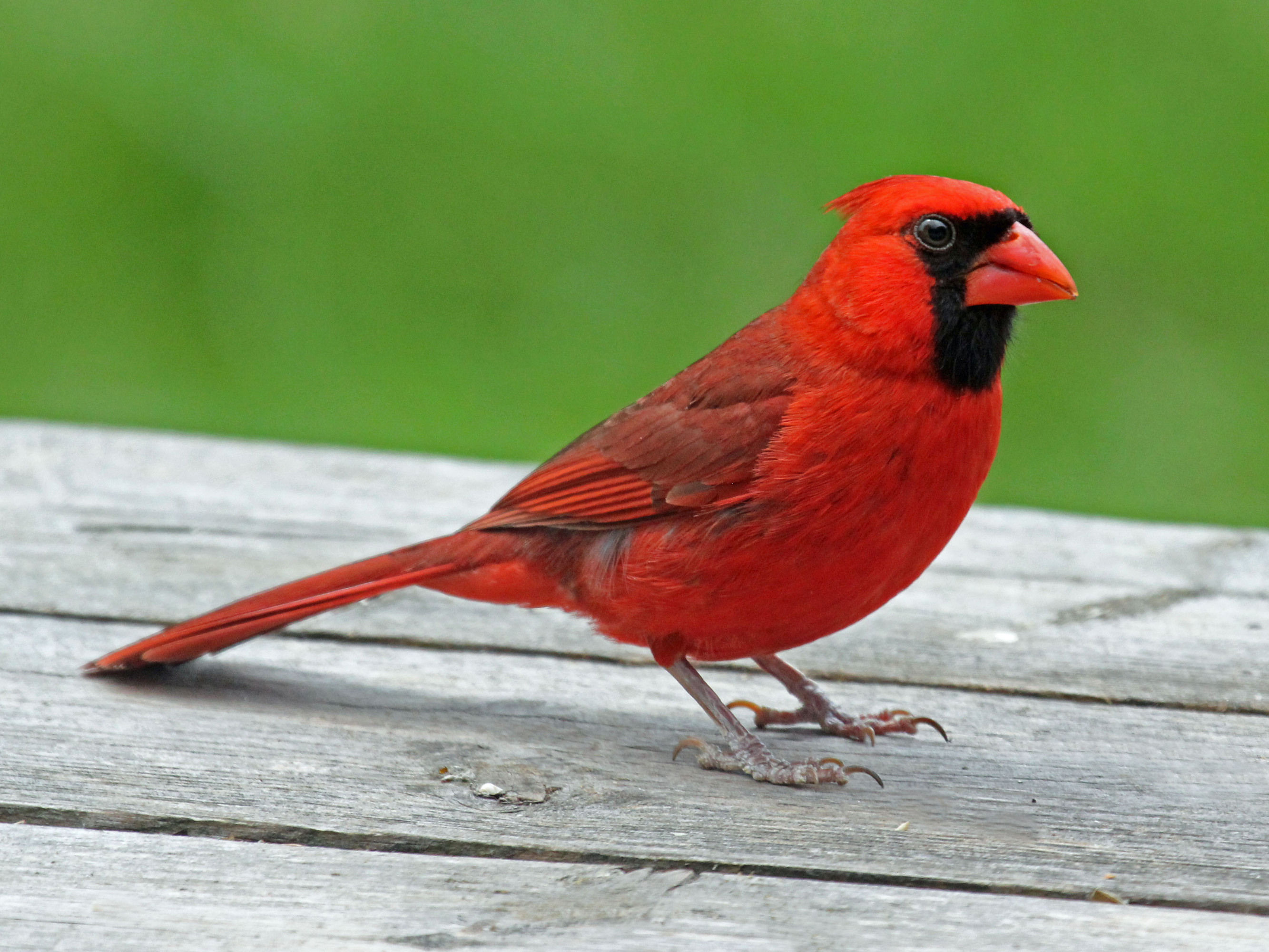 Cardinal Health Job Opportunities