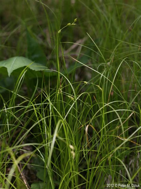 Carex Deweyana Sedge Plant Facts