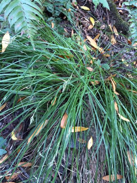 Carex Leptopoda Calflora Carex Leptopoda Calflora