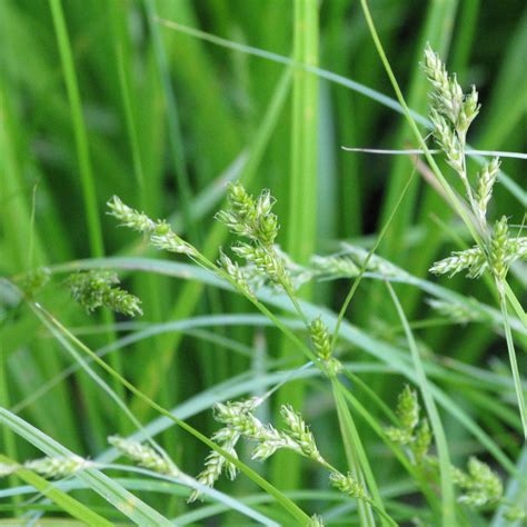 Carex Leptopoda Plant Guide