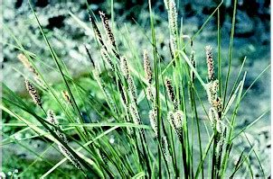 Carex Sp Photograph Aquatic Plant Identification Manual For Carex Sp Photograph Aquatic Plant Identification Manual For