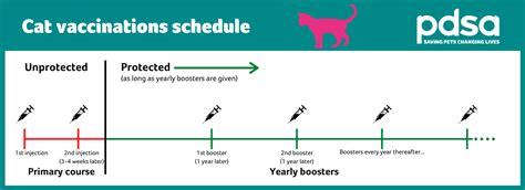 Cat And Kitten Vaccinations Pdsa Cat And Kitten Vaccinations Pdsa
