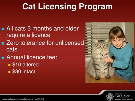 Cat Licensing Made Easy