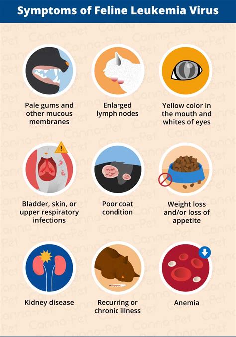 Cat Leukemia Causes Signs Treatment Canna Pet Cat Leukemia Causes Signs Treatment Canna Pet