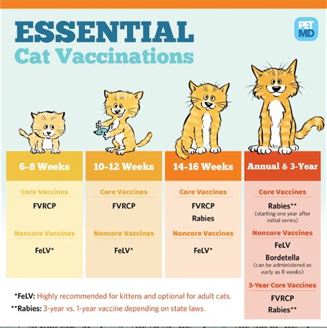 Cat Rabies Vaccine Protection