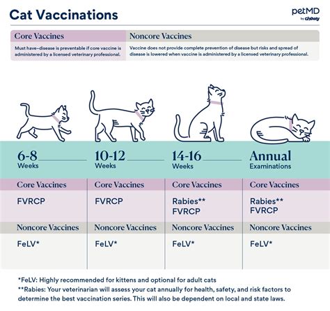 Cat Vaccine Guide