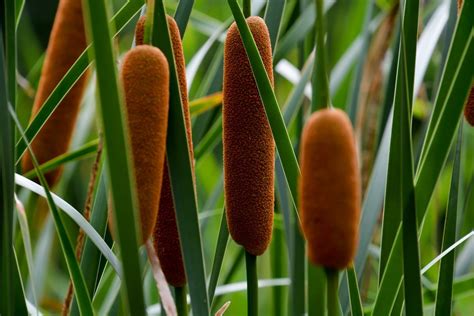 Cattail Flowers Guide