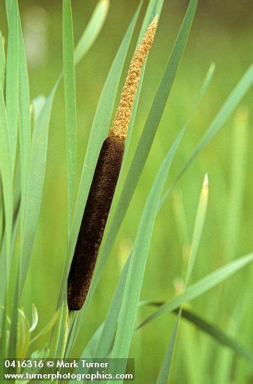 Cattail Pictures Flowers Leaves Identification Typha Latifolia Cattail Pictures Flowers Leaves Identification Typha Latifolia