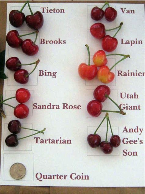 5 Ways Cherry Identification