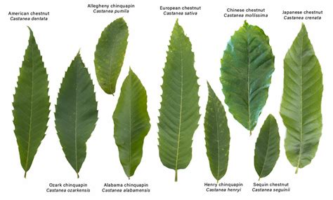 5 Chestnut ID Tips