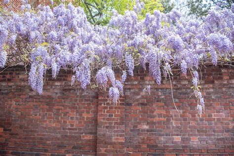 Chinese Wisteria Plant Care Growing Guide Chinese Wisteria Plant Care Growing Guide