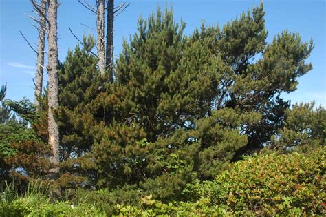 5 Ways Coastal Pine