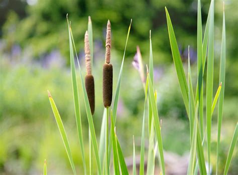 Common Cattail Plant Care Growing Guide Common Cattail Plant Care Growing Guide