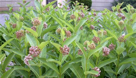 Common Milkweed Lewis Seed Company Common Milkweed Lewis Seed Company