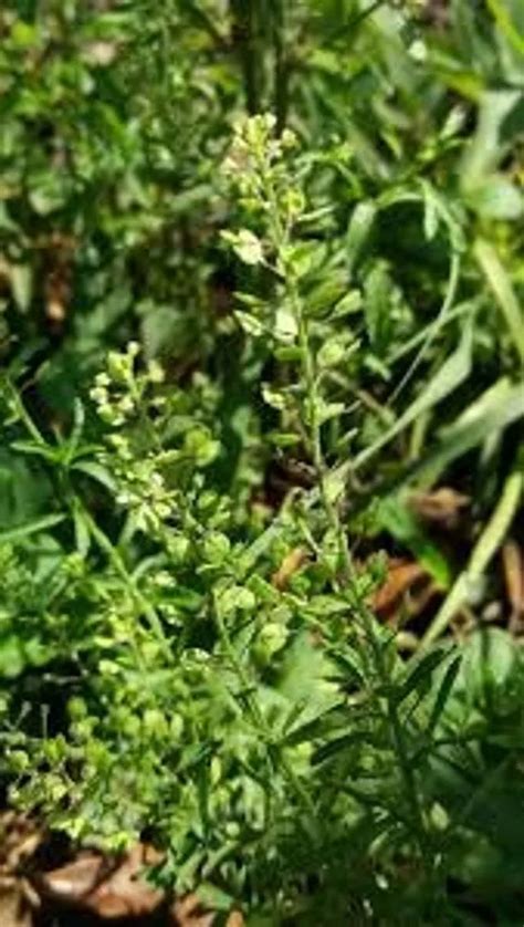 Common Pepperweed Plant Care Growing Basics Water Light Soil Common Pepperweed Plant Care Growing Basics Water Light Soil