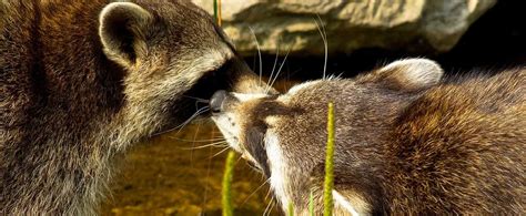Common Raccoon Diseases How To Protect Common Raccoon Diseases How To Protect