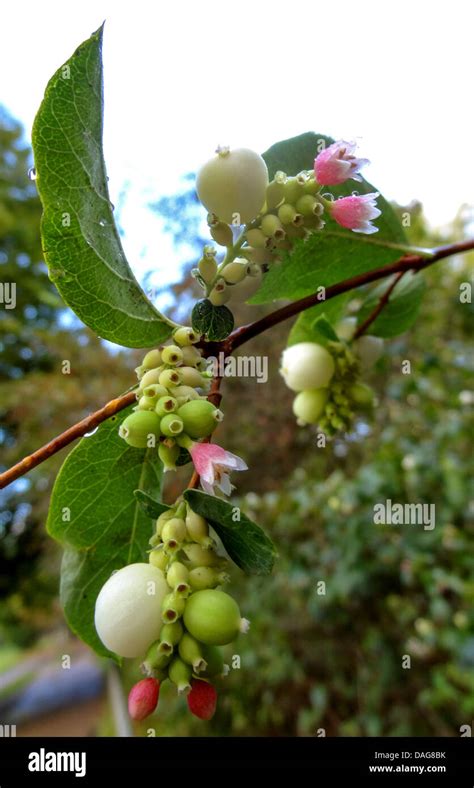 Common Snowberry Waxberry Symphoricarpos Albus Symphoricarpos Common Snowberry Waxberry Symphoricarpos Albus Symphoricarpos