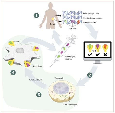 Computational Pipeline For Personalised Cancer Vaccine Design Computational Pipeline For Personalised Cancer Vaccine Design