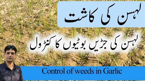 Control Of Weeds In Garlic Cultivation Of Garlic G1 Garlic Plant Control Of Weeds In Garlic Cultivation Of Garlic G1 Garlic Plant