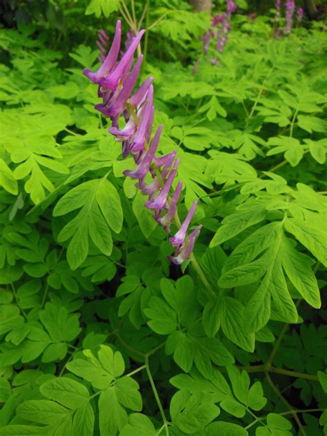 Corydalis Scouleri Plant Guide