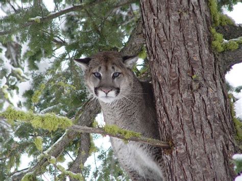 5 Cougar Spots Seattle