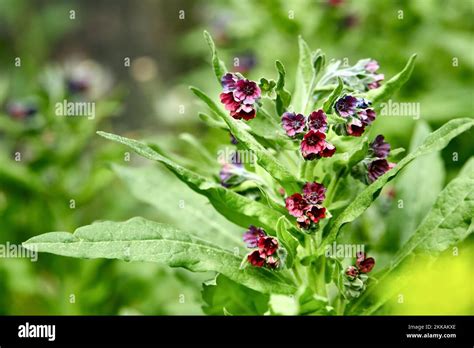Cynoglossum Officinale Houndstongue Houndstooth Dog S Tongue Gypsy Cynoglossum Officinale Houndstongue Houndstooth Dog S Tongue Gypsy