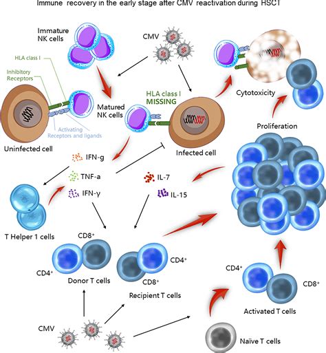 Cytomegalovirus 中文-1 Cytomegalovirus 中文-1