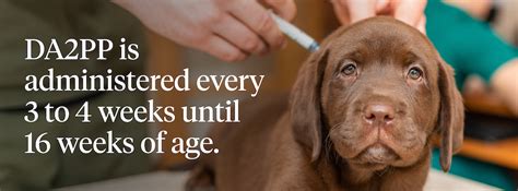 Da2pp Vaccine for Dogs